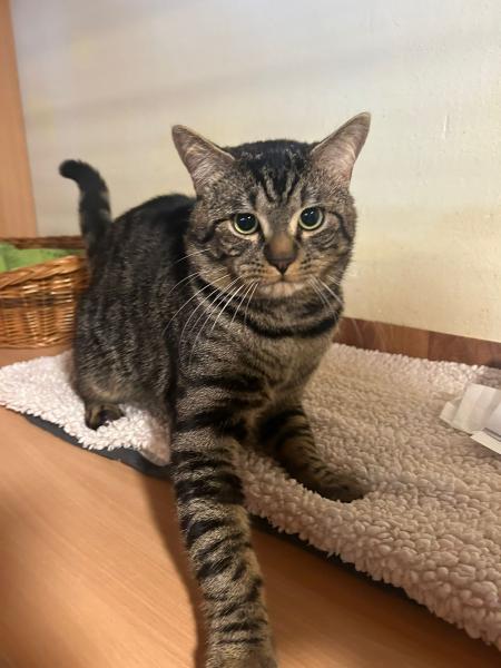 Europäische Hauskatze